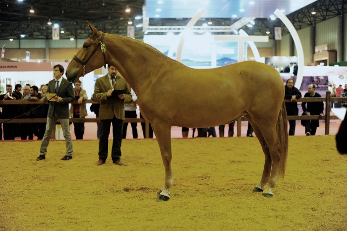 Nora Cen, meilleurs allures des jeunes chevaux.