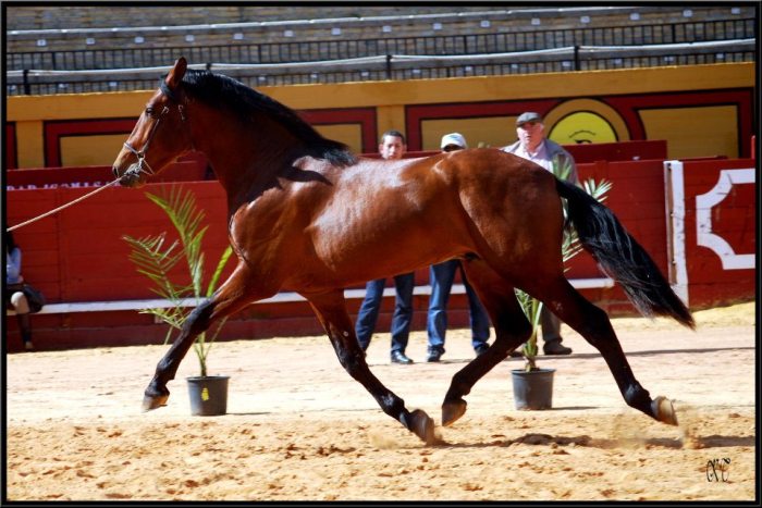 Concours morphologique d''Algésiras en 2012