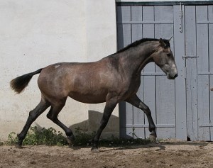 Universalia, une fille d'Helio.