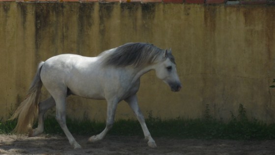 Unamor, un fils d'Hélios.